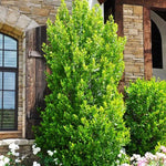 2 Cherry Laurel Shrubs Trees Live Plants, 1-2 Feet Dormant Bush Hedge Bare Roots Seedlings, Winter Hardy, Zones 6–9