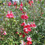3 Sage Salvia Plants Live, Perennial Flowering Bushes, Bicolor Red White Blooms, 4-8 Inch Tall