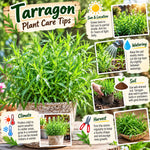 4 Hardy Tarragon Plants, Herb Plant, 4-8 Inch Tall