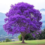 Jacaranda Tree for Planting, Purple Blue Flowering Jacaranda Tree Live Plant, 6-10'' Tall, Gardens and Landscapes Growing