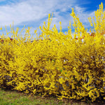 2 Lynwood Forsythia Plants Live in 4'' Pot, Lynwood Gold Forsythia Flowering Shrubs 6-10 Inch, Hardy, Winter Dormant, Outdoor Growing