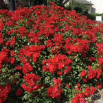Climbing Roses Live Plants, Rose Bushes Ready to Planting, No Pot, Cut Back, Well Rooted, 6-8 Months Old (Red)