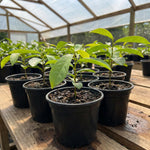 Soursop Tree Live Plant 8-10 Inches, Hardy Sweet Annona Guanabana, Live Tropical Fruit Tree for Gardening