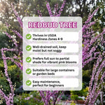 Eastern Redbud Tree in Quart Pot, Hardy Flowering Shade Trees for Outdoor Landscape and Garden, 6-12 Inches, Fast Growing, Low Maintenance