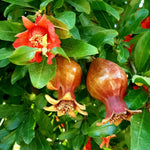 Sweet Pomegranate Plant Live in 4'' Pot, 6 Months-Old Red Pomegranate Tree for Container and Garden Growing
