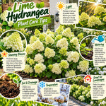 Lime Hydrangea Live Plant, Bloom Shrub, 6-12 Inch Tall