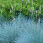 Set 2 Blue Fescue Grass Live Plant 4–7″ Tall, Silvery Blue Foliage, Ornamental Grass for Planting Outdoor