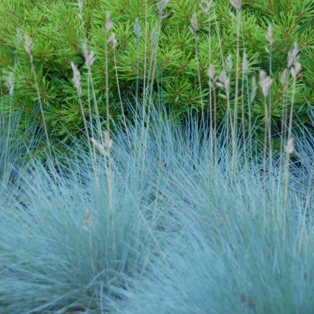 Set 2 Blue Fescue Grass Live Plant 4–7″ Tall, Silvery Blue Foliage, Ornamental Grass for Planting Outdoor