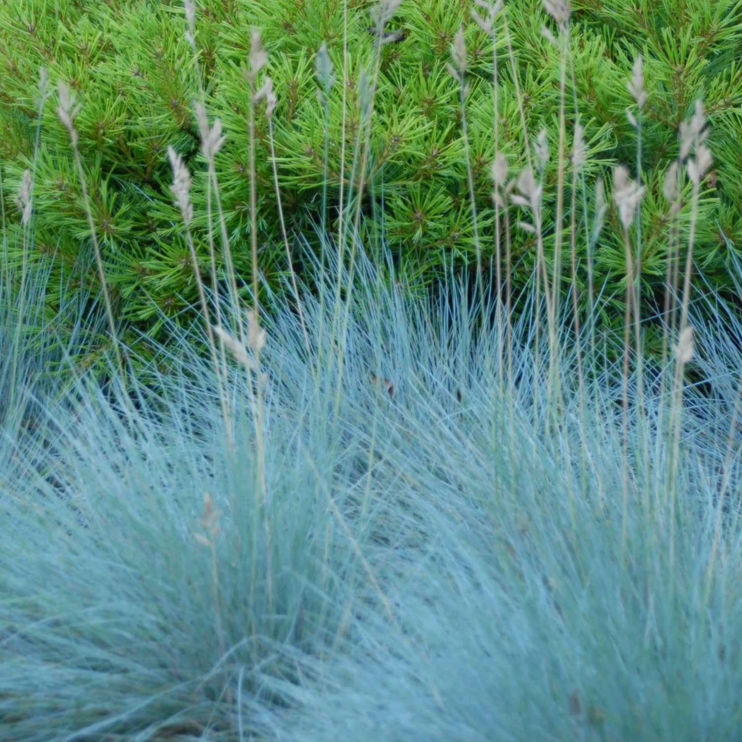 Set 2 Blue Fescue Grass Live Plant 4–7″ Tall, Silvery Blue Foliage, Ornamental Grass for Planting Outdoor