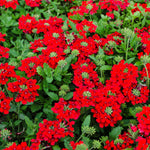 Set 2 Verbena Live Plants, Perennial Verbena Flowers, Long-Lasting, Hardy Flowering Plant for Planting (Red)