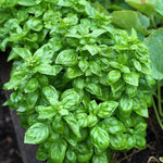 Basil Plant Live, Fragrant, Flavorful Herb for Indoor Outdoor Gardens, Well Rooted Plant 4-7 Inches (Large Leaf Basil)