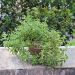 Pinapple Mint Live Plant 4-6'' Tall, Well Rooted Perennial Mint in 4'' Pot, Herbs for Planting Indoor Outdoors and Containers