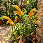 2 Yellow Shrimp Plants Live, 4-7 Inc Tall, Vibrant Flower Starter Plant for Garden or Patio