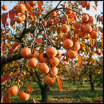 5 Persimmon Live Plants Seedlings, Sweet Persimmon Bare Roots 12-18'' Tall, Cold Hardy Fruit Tree, Outdoor Garden
