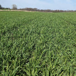 3lb Rye Cover Crop Seeds, Winter Rye Seeds for Garden Ground Cover and Seasonal Growing