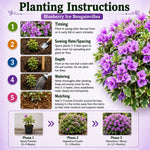 2 Blueberry Ice Bougainvillea Plants Live, Patio Flower Vine, 4-8 Inch Tall