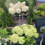 Hydrangea Plant Live Tree, Light Green Color Bloom, 5-10" Well-Rooted Hydrangea Shrub Bush for House Planting Outdoor, Dormant