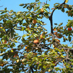Chocolate Persimmon Live Plant, Hardy Fruit Trees, 2 Ft Tall