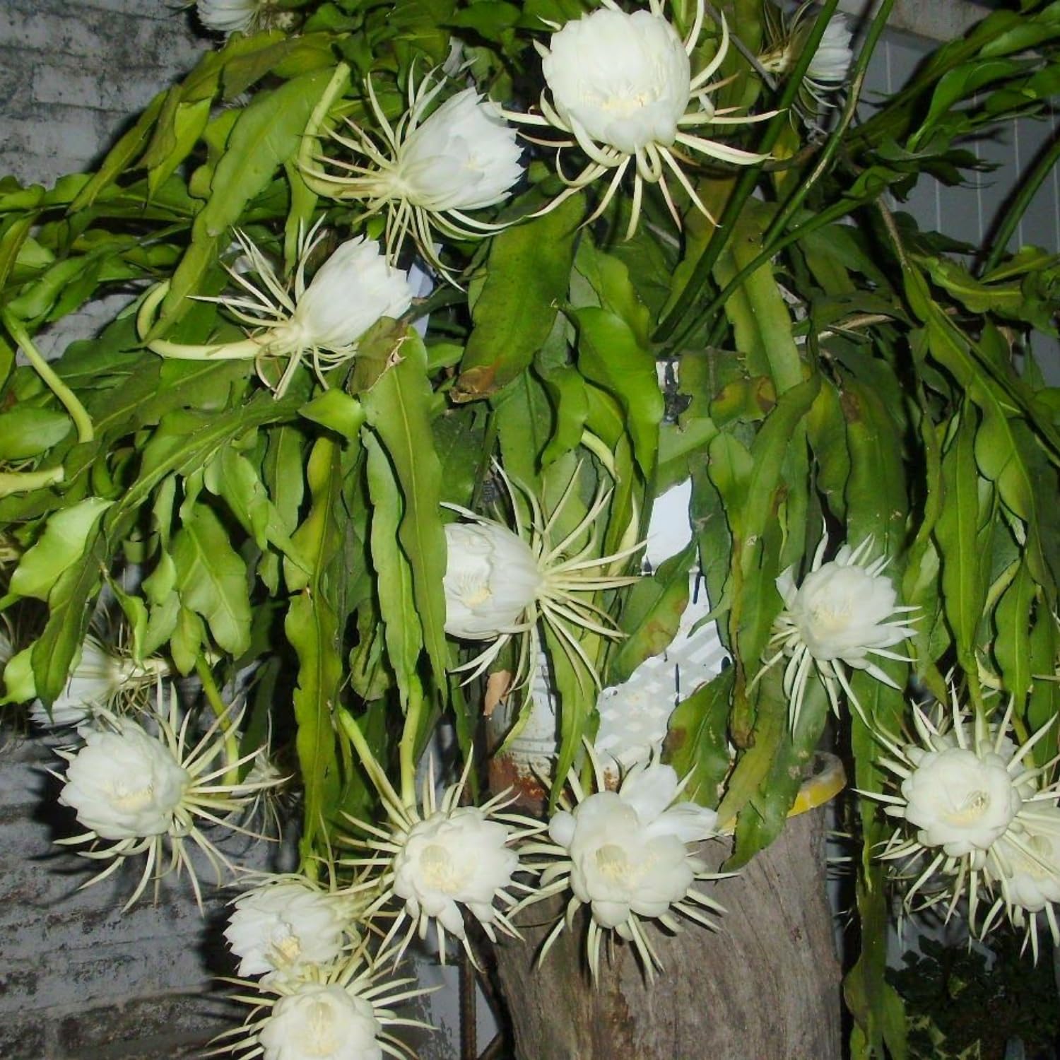 Queen of The Night Cactus Plant Live, Epiphyllum Oxypetalum Plant, 4 Inc Pot, 4 to 5 Inc Long, White Flower