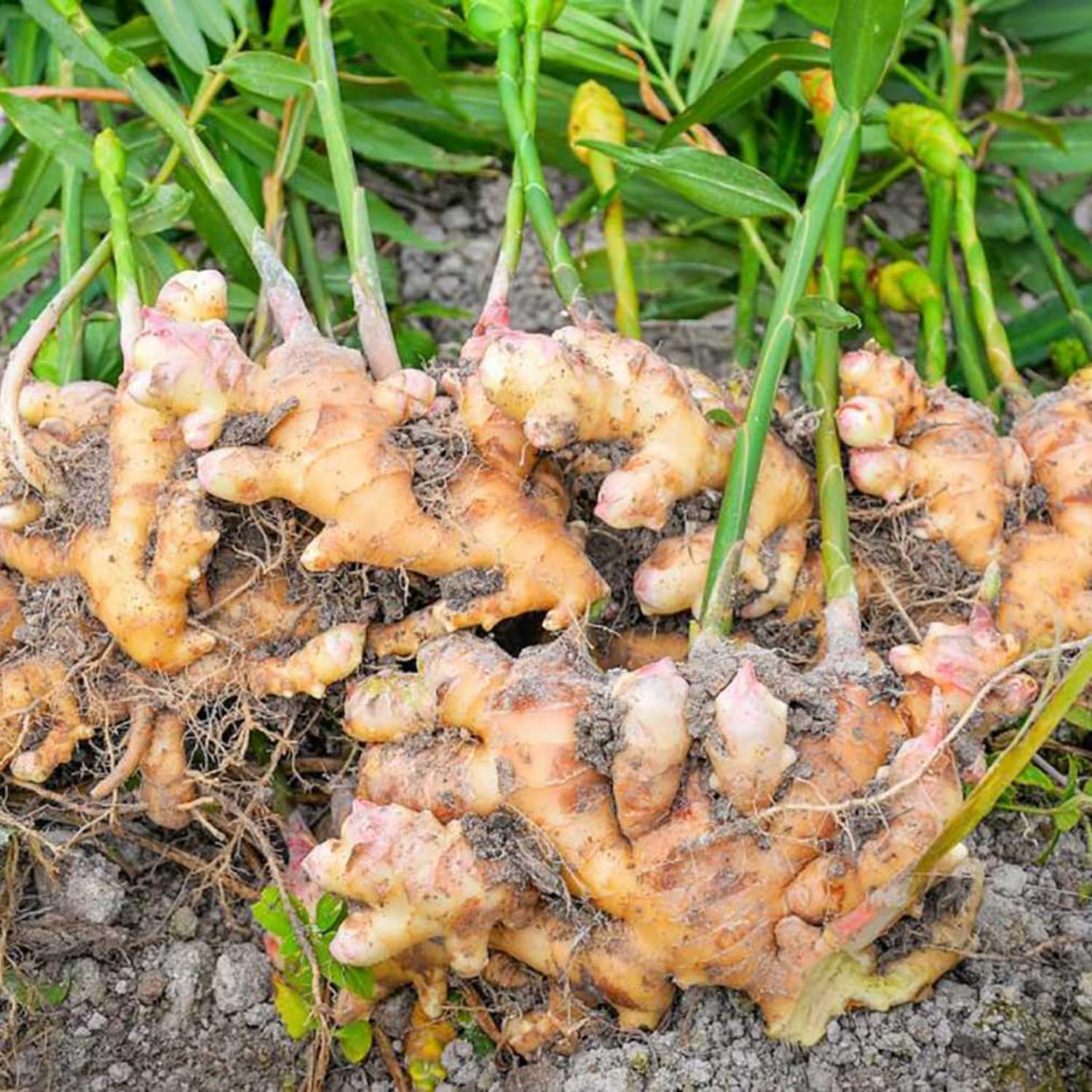 2 Ginger Plants Live for Planting Outdoor, 5 to 8 Inc Tall, Ginger Zingiber Live Plant