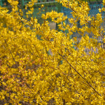 2 Lynwood Gold Forsythia Shrub Bareroots, 6 to 12 Inch Tall, Dormant, No Pot, Yellow Forsythia Plant Live for Planting, Fragrant Bush Shrub Rooted Cutting