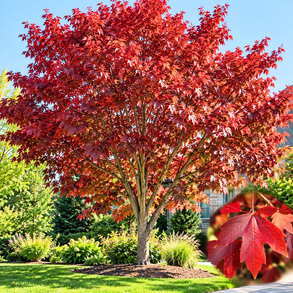 Sassafras Live Tree, 1-2 Feet Tall, Deciduous Landscape Tree