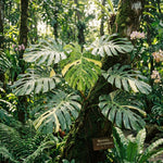 Rare Monstera Plant, Variegated Philodendron Houseplant 4-6'' Tall, Constellation Monstera for Home or Office
