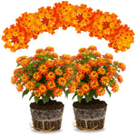 2 Lantana Plants Live for Planting Outdoor, 5-9" Lantana Trees Live Plants for Trailing, Fences Perennial Growing (Orange)