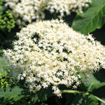 2 Black Elderberry Plants Live for Planting, 6 to 12 Inch Tall, American Elderberries Bush, Sweet Fruit Tree