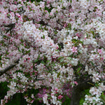 Crabapple Tree Live Plant 6-12 Inches, Crabapple Flowering Fruit Tree in Quart Pot for Patio, Yard and Garden, Hardy Outdoor Tree