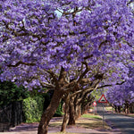 Live Jacaranda Tree Plant, Purple Blue Flowering Jacaranda, 6-10 Inches Tall for Indoor or Outdoor Gardens