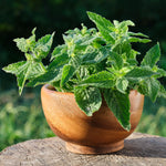 3 Lemon Balm Plants Live 4-7'' Tall, Lemon-Scented Herb for Growing Outdoor, Easy Care, Zones 4–9