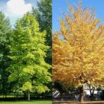 5 Ginkgo Biloba Trees Bare Roots, Yellow Ginkgo Tree Seedlings 6-12 Inches, Cold Hardy Shade Trees for Outdoor Garden