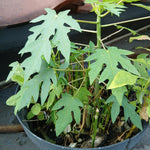 Papaya Plant Live, Tropical Fruit Tree, Fast-Growing Papaya Tree, 5-10 Inches Tall in 4 Inch Pot