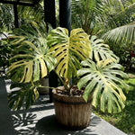 Rare Monstera Plant, Variegated Philodendron Houseplant 4-6'' Tall, Constellation Monstera for Home or Office