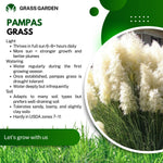 2 White Pampas Grass Plants Live, 5-9 Inch Tall, Ornamental Grass Live Plants for Outdoor Landscaping