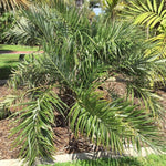 Palm Tree Live Plant, Fully Rooted in 3 Gallon Pot, Rare Tropical Plant Live for Indoor or Outdoor Growing, Seashore