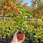 1 Pot Persimmon Tree Live Plant, Well-Rooted Fruit, 6-12" Tall