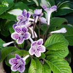 Grape Ice Streptocarpus Lady Slipper Plants in 3.25 Inch Pot, Live Flowering Houseplant for Patio, Containers and Indoor Gardening