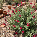 3 Red Salvia Sage Plants 4–7" Tall, Perennial Live Flowering Garden Plants for Outdoor Growing, Vibrant Salvia Plant Starter