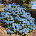 Hydrangea Plant Live Tree, Blue to Pink Color Bloom, 5-10" Well-Rooted Hydrangea Shrub Bush for House Planting Outdoor, Dormant
