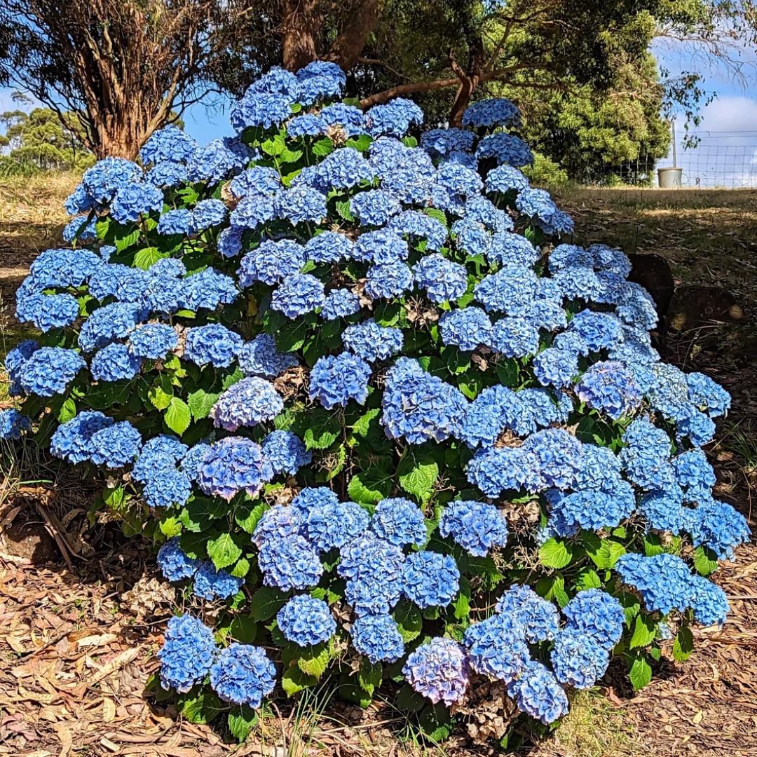 Hydrangea Plant Live Tree, Blue to Pink Color Bloom, 5-10" Well-Rooted Hydrangea Shrub Bush for House Planting Outdoor, Dormant