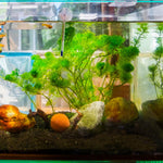 200 Aquarium Grass Plant Seeds for Planting, Mix Aquarium Seeds, Ground Cover Freshwwater Grass Seed