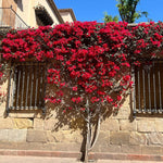 3 Bougainvillea Vine Plants, Bougainvillea Plants Live for Outdoor Landscaping and Containers, 4-7 Inch Tall Well-Rooted, No Pot (Double Red Bougainvillea)