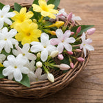 Jasmine Plant Live 4-7 Inches Tall, Fragrant Flowering Vine for Garden, Patio Containers and Indoor Growing (Random Jasmine)