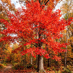 Sassafras Tree, Outdoor Landscape Shrub, 1-2 Ft Tall