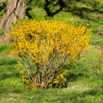 2 Lynwood Forsythia Plants Live in 4'' Pot, Lynwood Gold Forsythia Flowering Shrubs 6-10 Inch, Hardy, Winter Dormant, Outdoor Growing