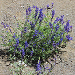 Set 2 Phenominal Lavender Plants Live, Lavender Flower Plant, 5 to 7 Inc Tall Gardening Indoor Outdoor