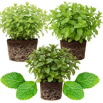 Set 3 Random Mint Plants Live, Indoor Outdoor Herbs Mixed Plants, Well-Rooted and Cold Hardy for Spring Garden