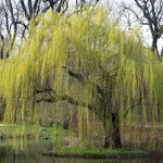 2 Willow Tree Seedlings 6-12'' Tall, Dormant, Bare Roots, Hardy Ornamental Tree for Garden Planting (Weeping Willow Bare Roots)